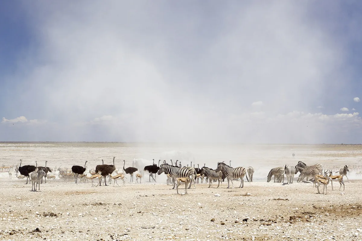 Zimbabwe, Botswana and Namibia Etosha Safari