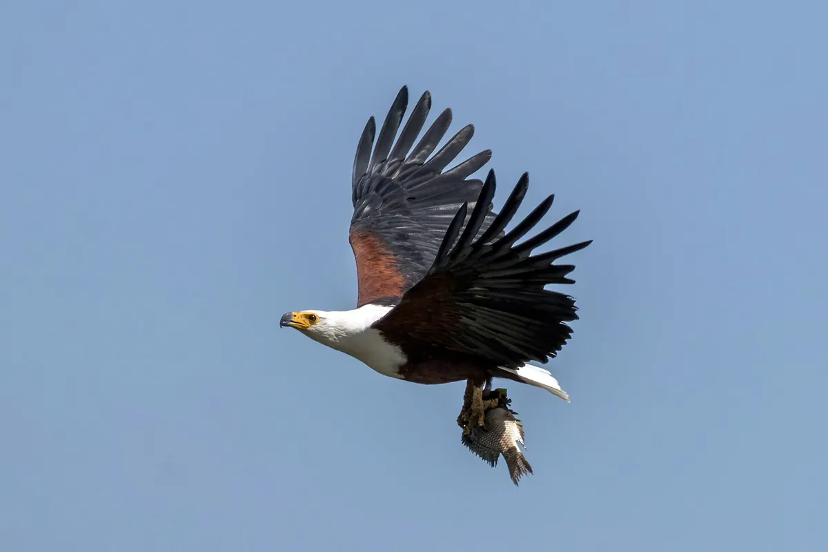 Birdwatching and Photographic Safari