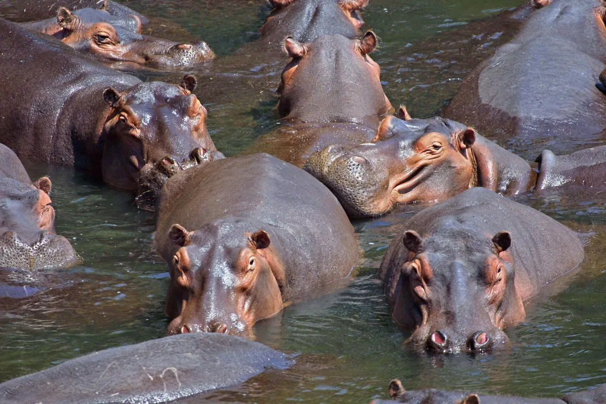 Classic River Safari