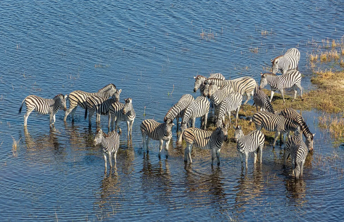 Okavango Delta, Savuti and Chobe Safari