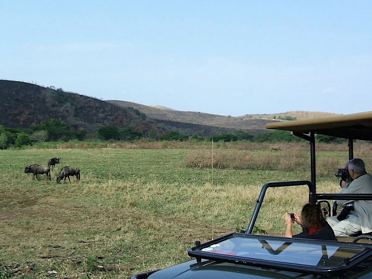 Zambezi Game Drive Activity
