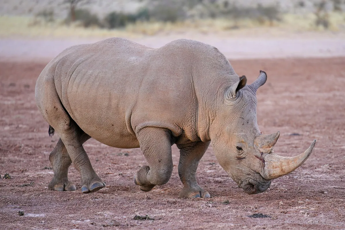 Mosi-oa-Tunya Rhino Walk