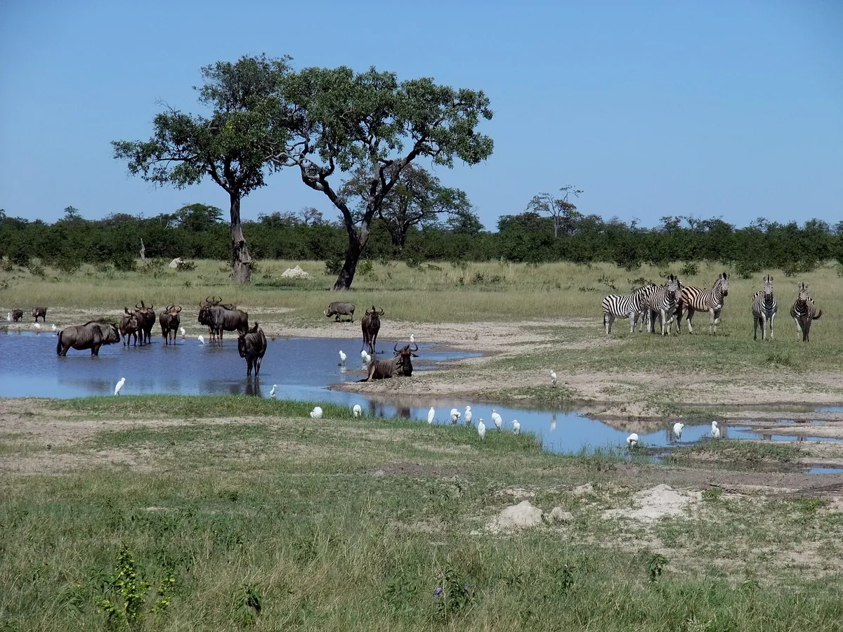 Mosi-oa-Tunya Game Drive