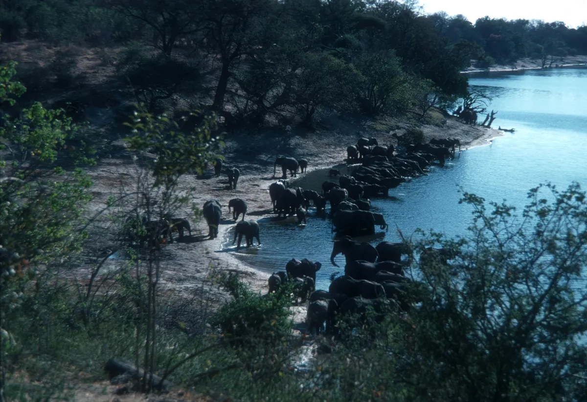 Safari Experiences