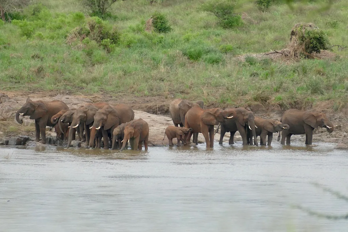 Multi-day Safaris