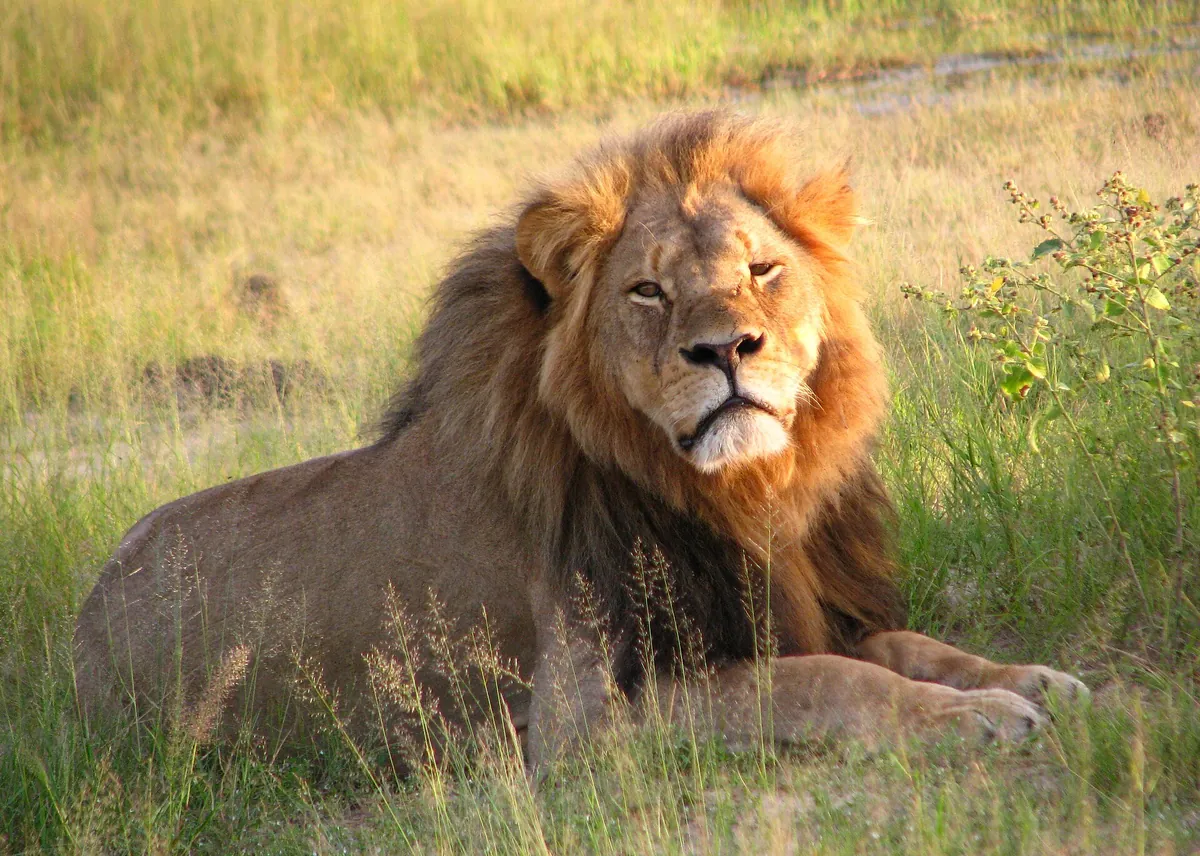 Hwange Wildlife